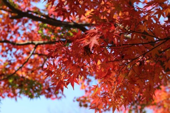 イバライドの紅葉