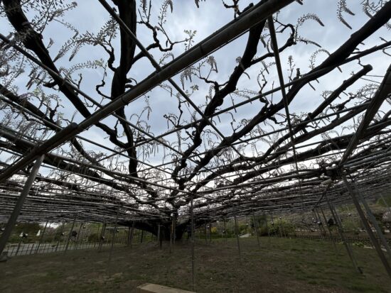 あしかがフラワーパーク