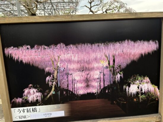 あしかがフラワーパーク