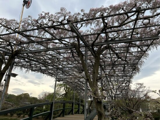 あしかがフラワーパーク