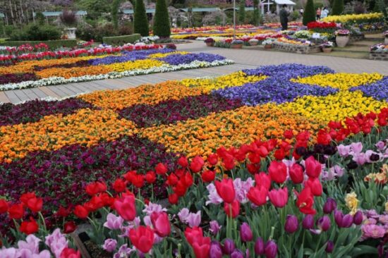 あしかがフラワーパーク