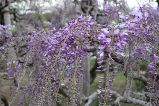 あしかがフラワーパーク
