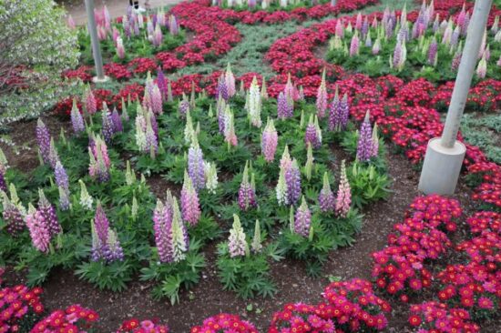 あしかがフラワーパーク