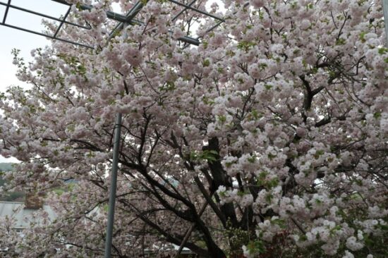 あしかがフラワーパーク