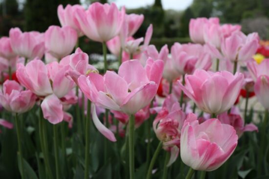 あしかがフラワーパーク