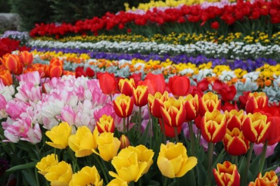 あしかがフラワーパーク