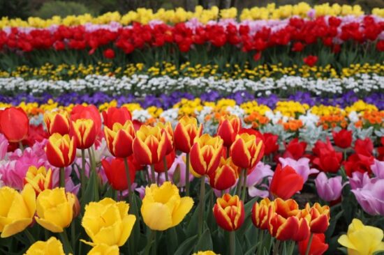 あしかがフラワーパーク