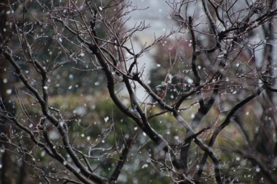 雪の画像