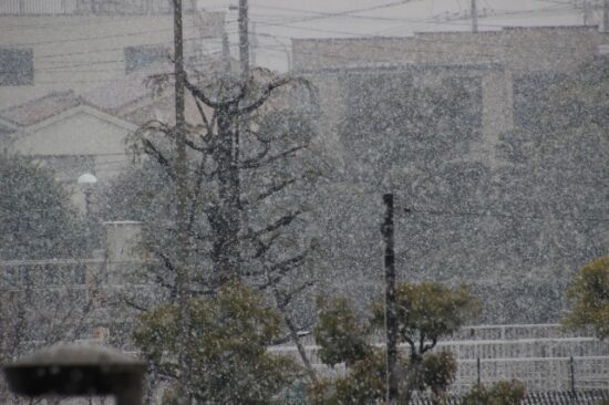 雪の画像