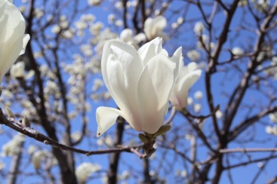 花の画像