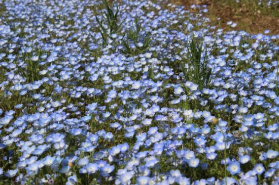 八潮フラワーパーク