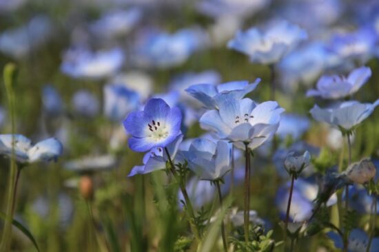 八潮フラワーパーク