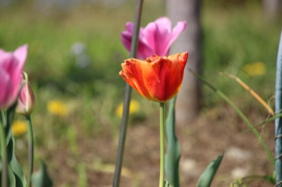 八潮フラワーパーク