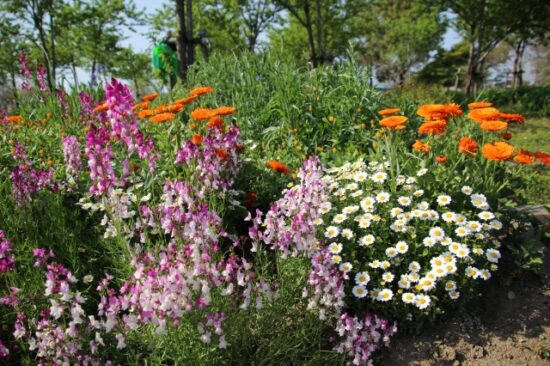 八潮フラワーパーク