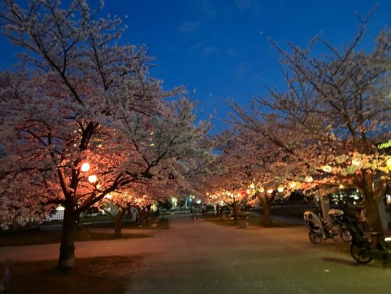 夜桜
