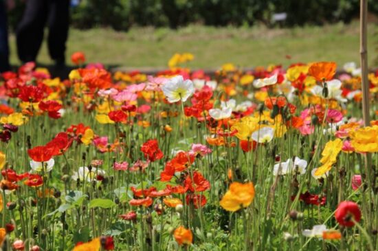 花やさと山フラワーパーク