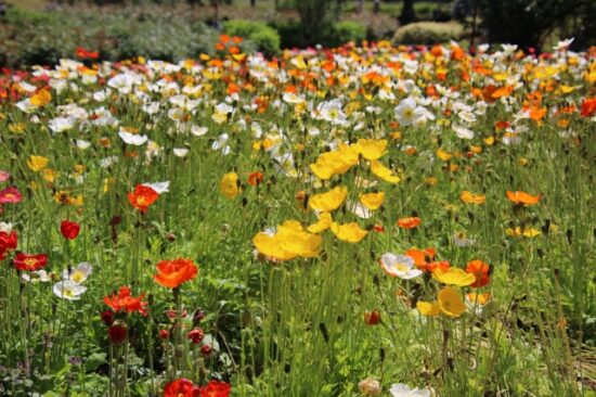 いばらきフラワーパーク