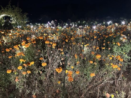 いばらきフラワーパーク