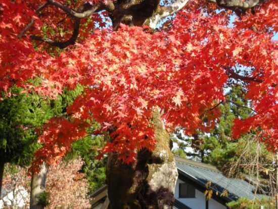子供が撮った写真