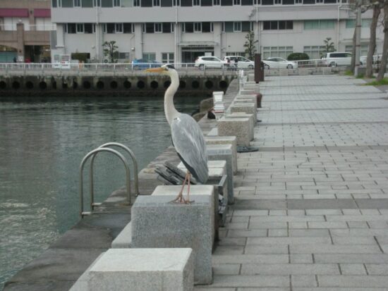 子供が撮った写真