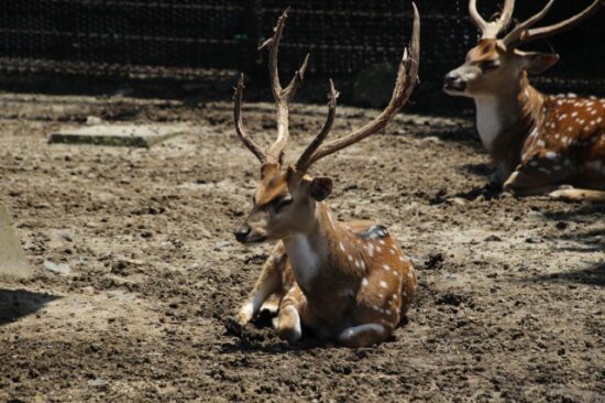 東武動物公園