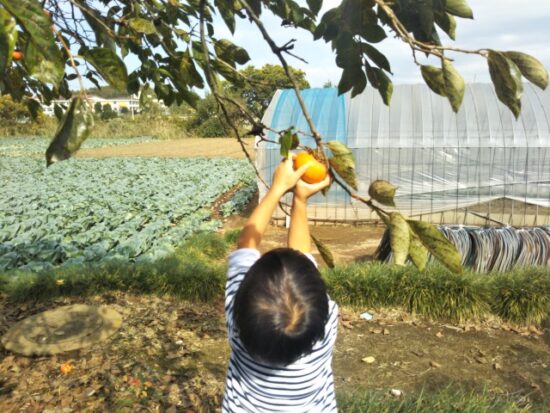 柿を取る子供