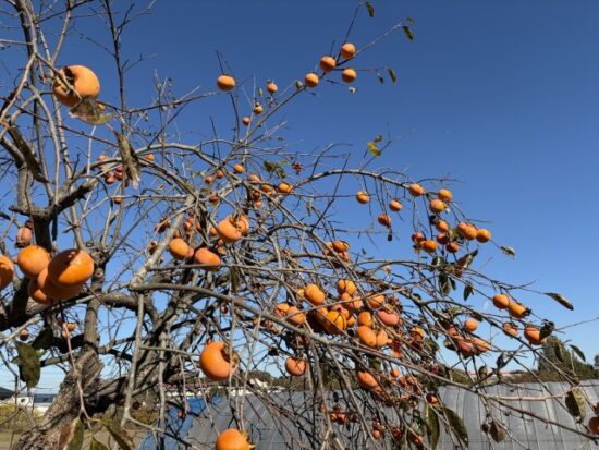 柿の木