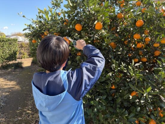 みかん狩り子供